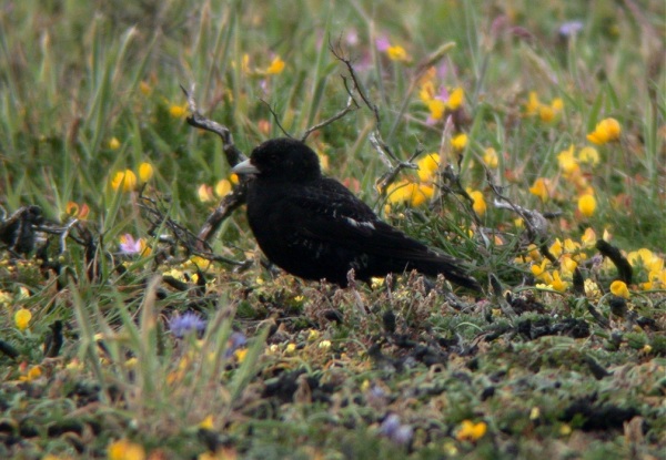 Black Lark