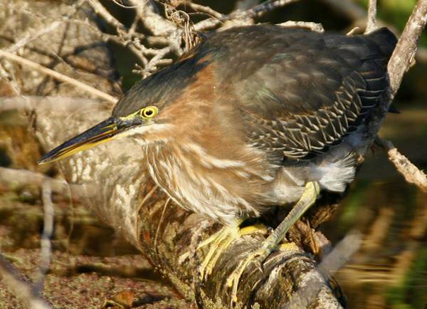 Green Heron