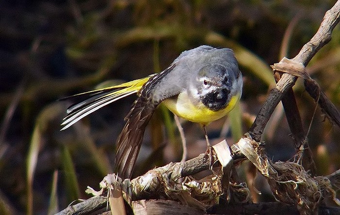 Grey Wagtail