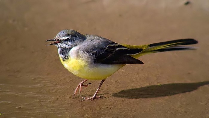 Grey Wagtail
