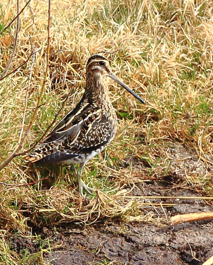 Snipe