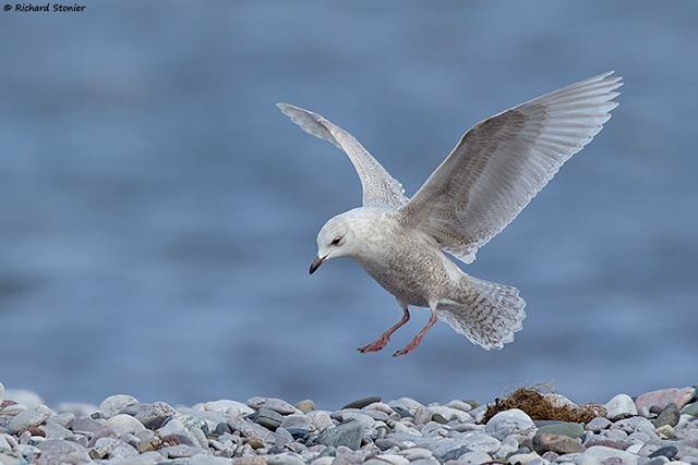 Iceland Gull