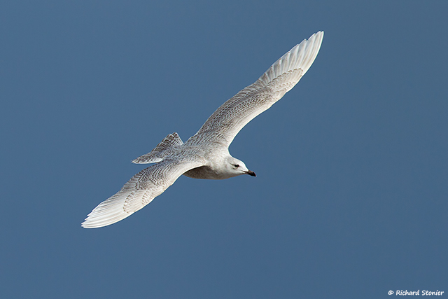 Iceland Gull
