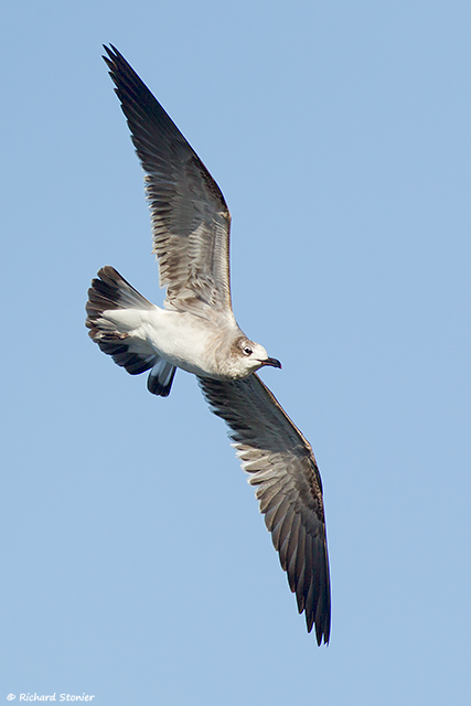 Laughing Gull
