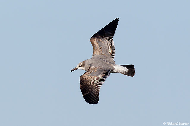 Laughing Gull