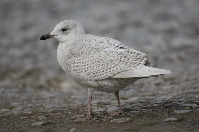 Iceland Gull