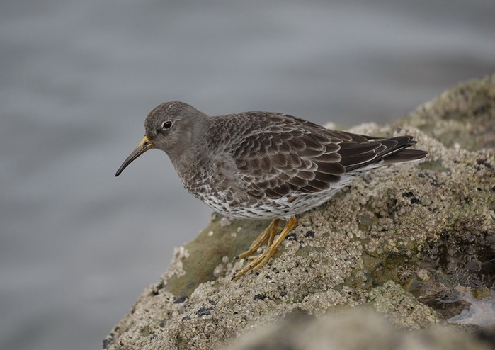 Purple Sandpiper