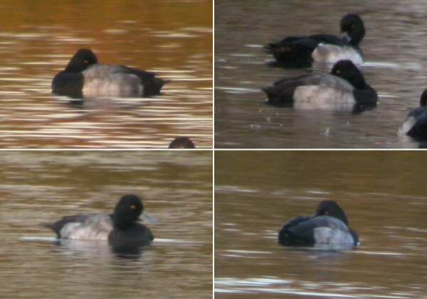 Lesser Scaup