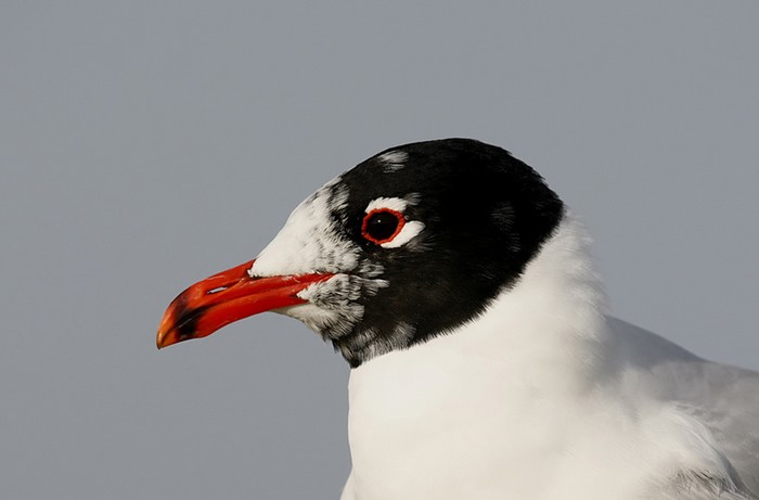 Mediterranean Gull