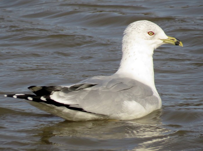 Ring-billed Gull