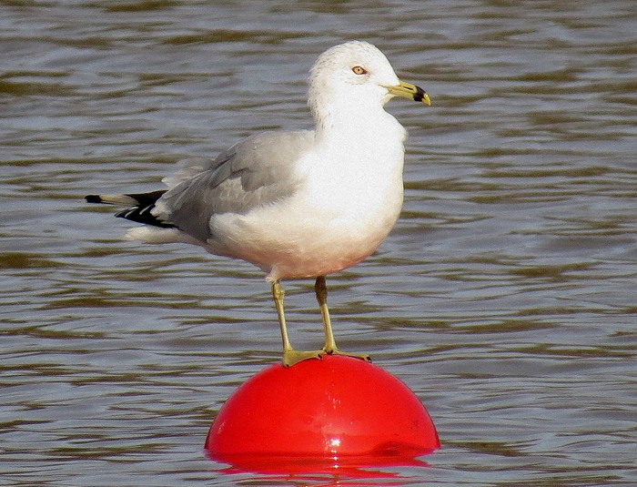 Ring-billed Gull