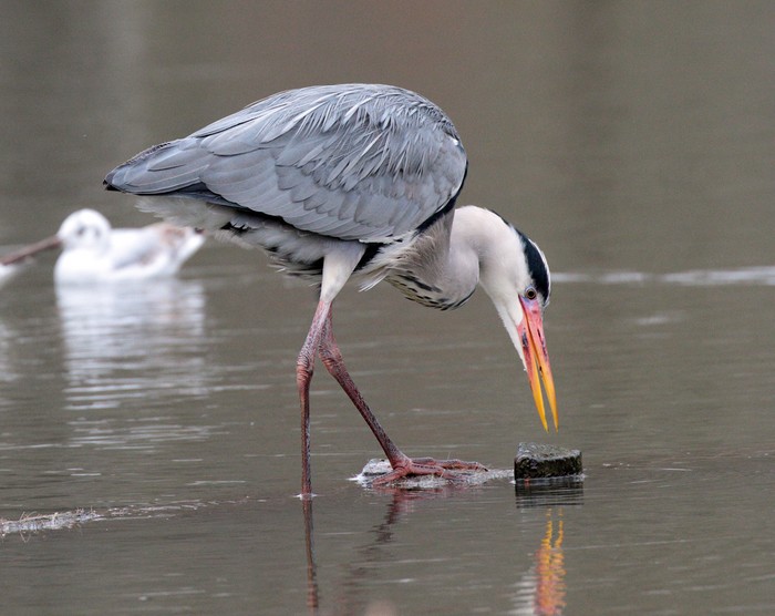 Grey Heron