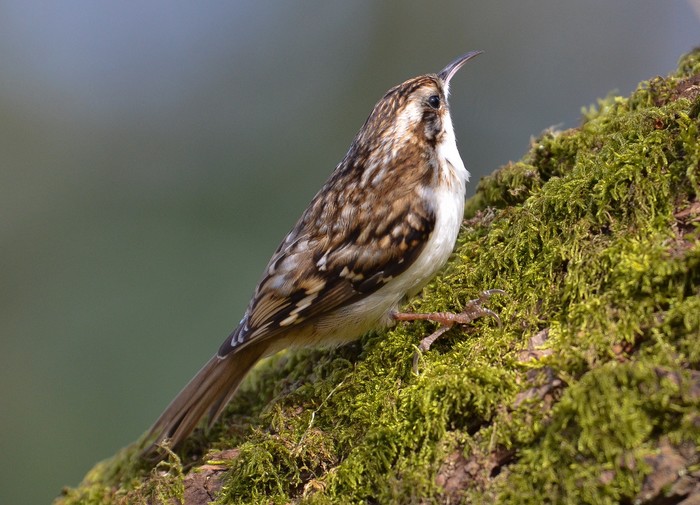Treecreeper