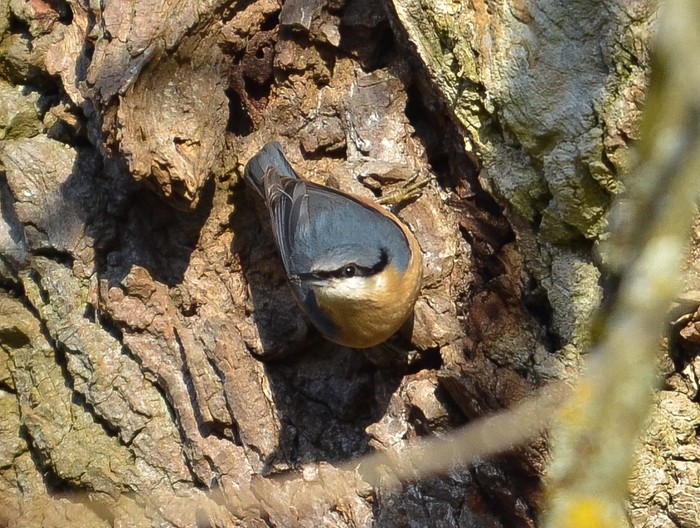 Nuthatch