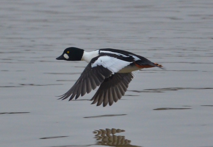 Goldeneye
