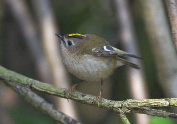 Goldcrest