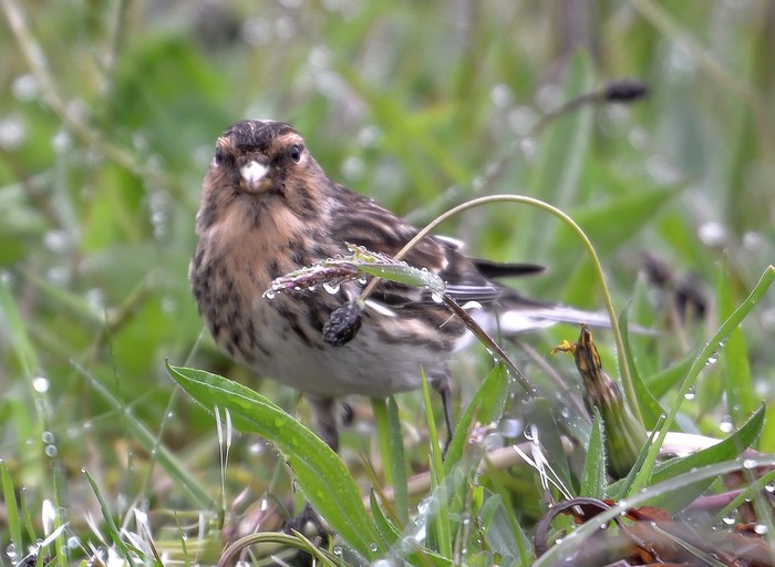 Twite