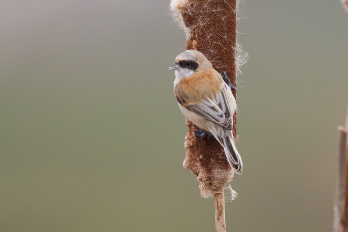 Penduline Tit