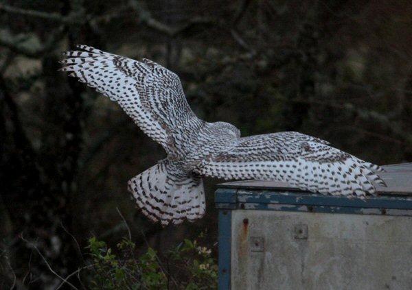 Snowy Owl