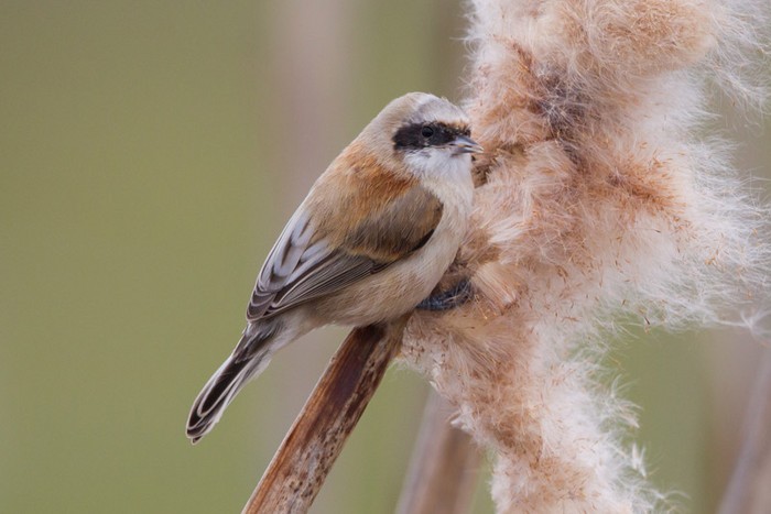 Penduline Tit