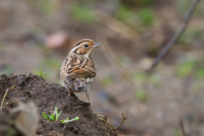 Little Bunting