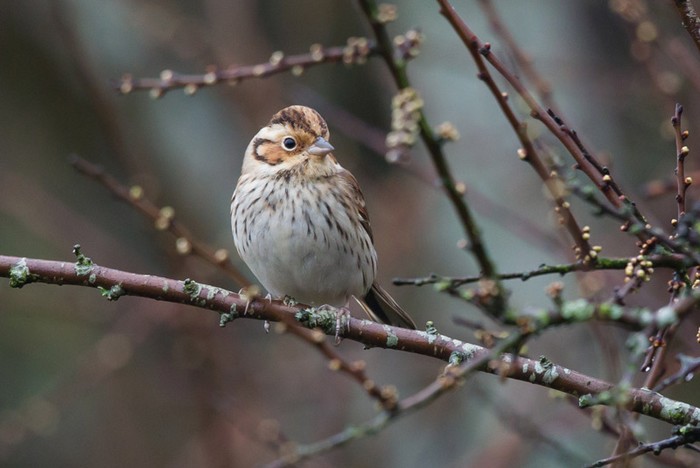 Little Bunting