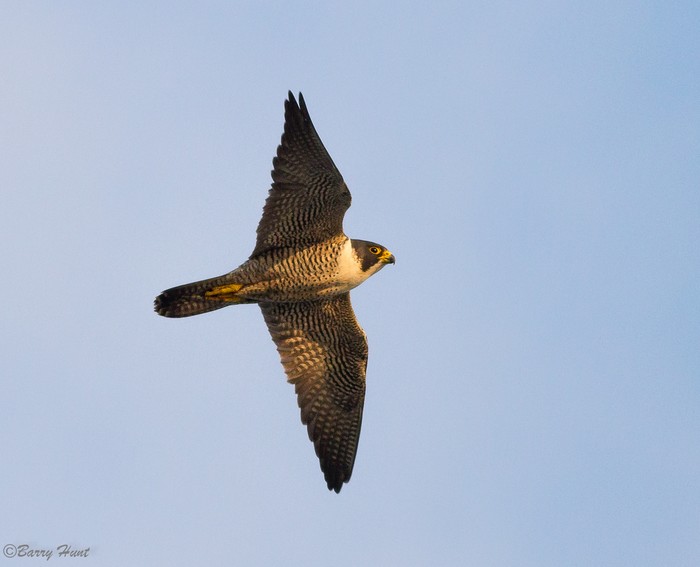 Peregrine