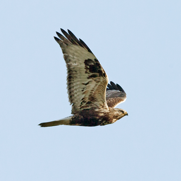 Rough-legged Buzzard