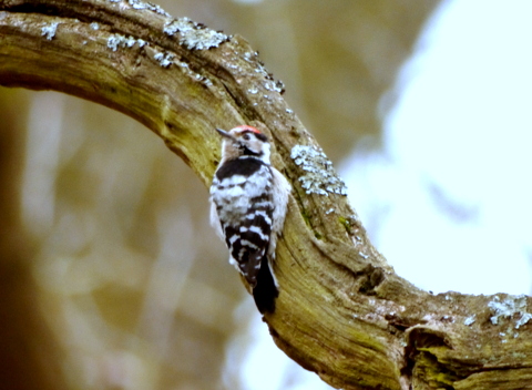 Lesser Spotted Woodpecker