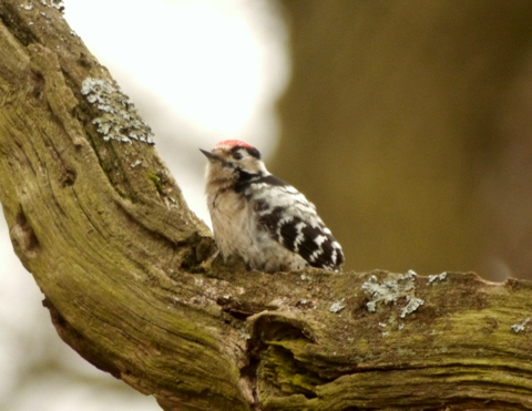 Lesser Spotted Woodpecker