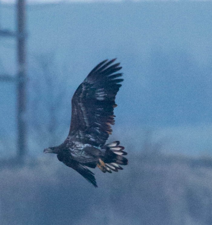 White-tailed Eagle