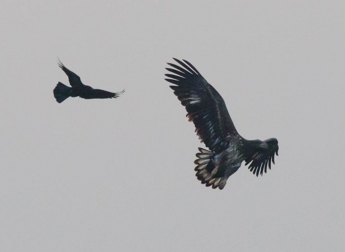 White-tailed Eagle