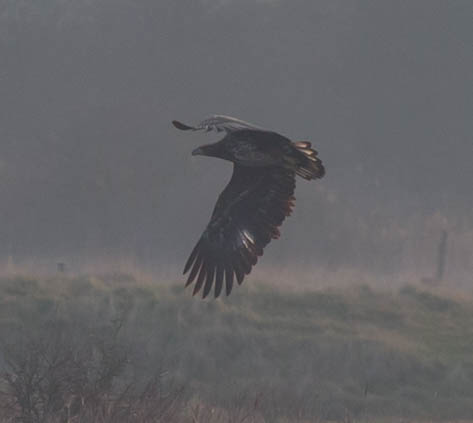 White-tailed Eagle
