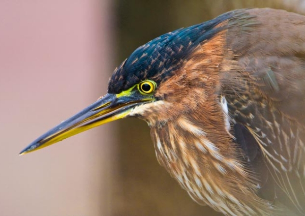 Green Heron