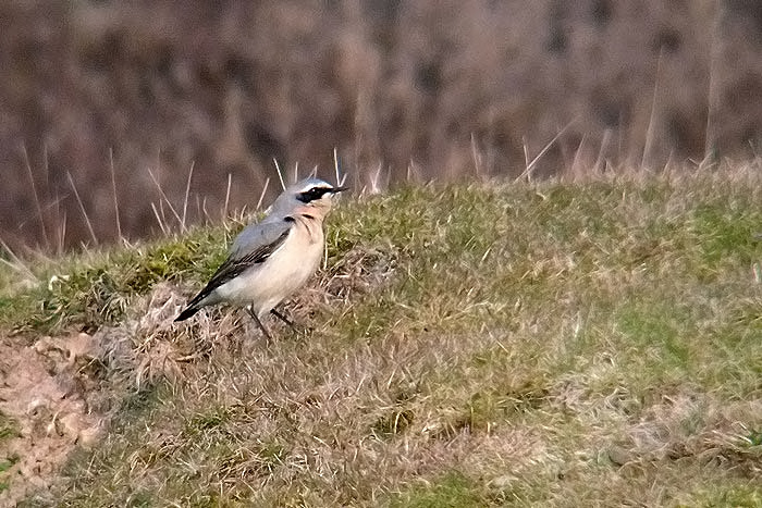 Wheatear