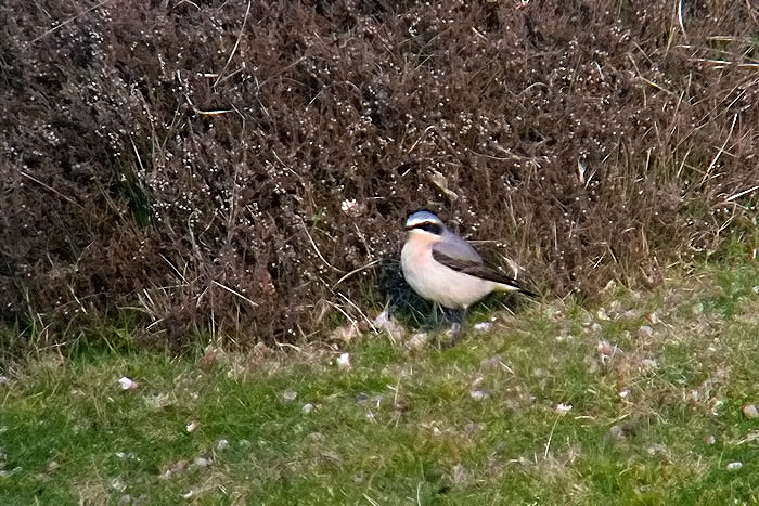 Wheatear