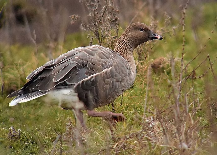 Pink-footed Goose