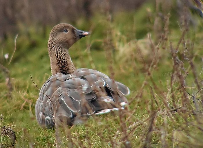 Pink-footed Goose