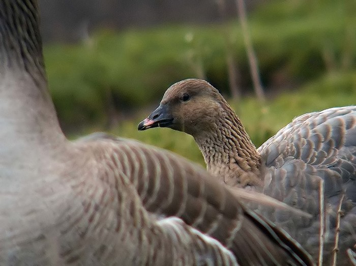Pink-footed Goose
