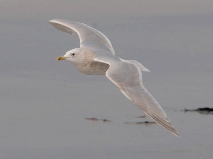 Kumlien's Gull