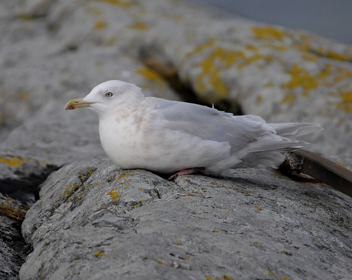 Kumlien's Gull