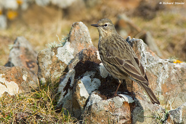 Rock Pipit