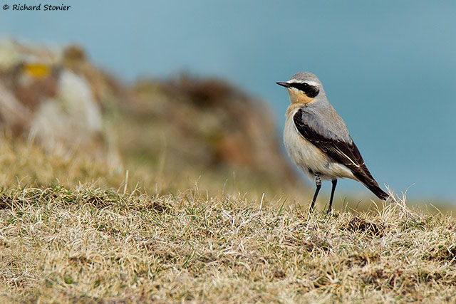 Wheatear