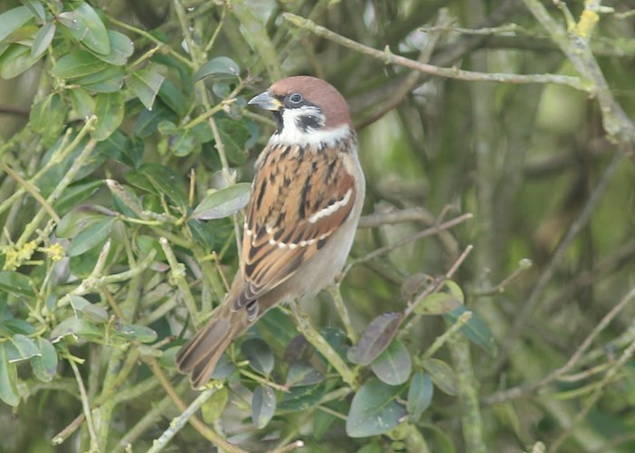 Tree Sparrow