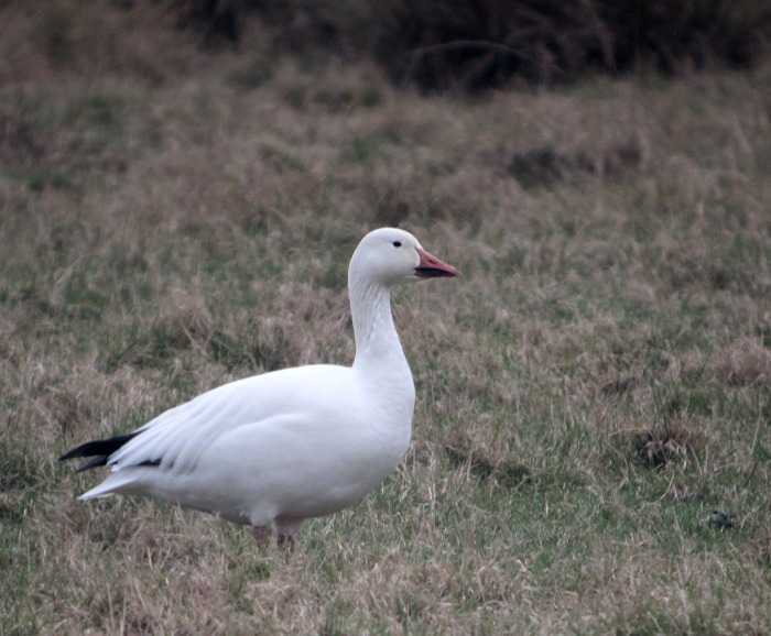 Snow Goose