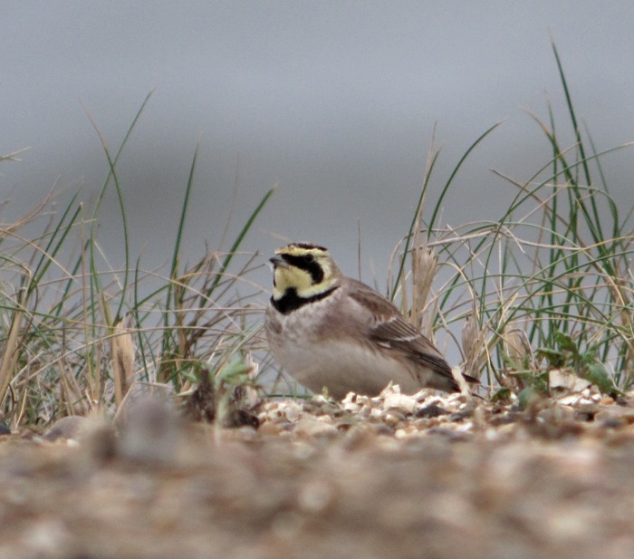 Shorelark