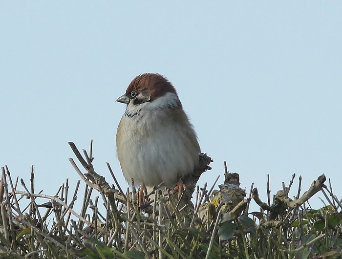 Tree Sparrow