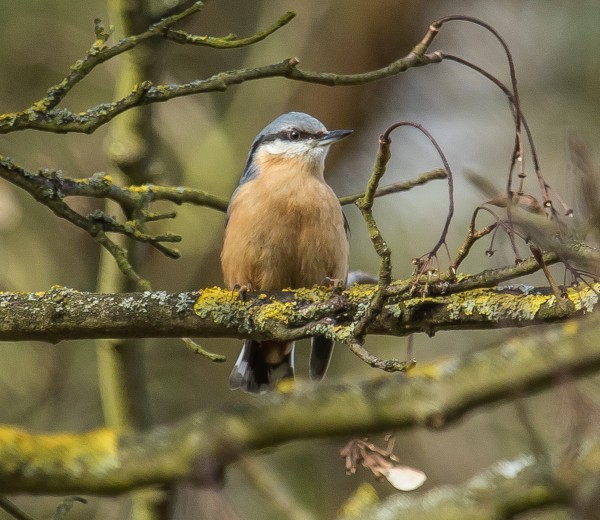 Nuthatch