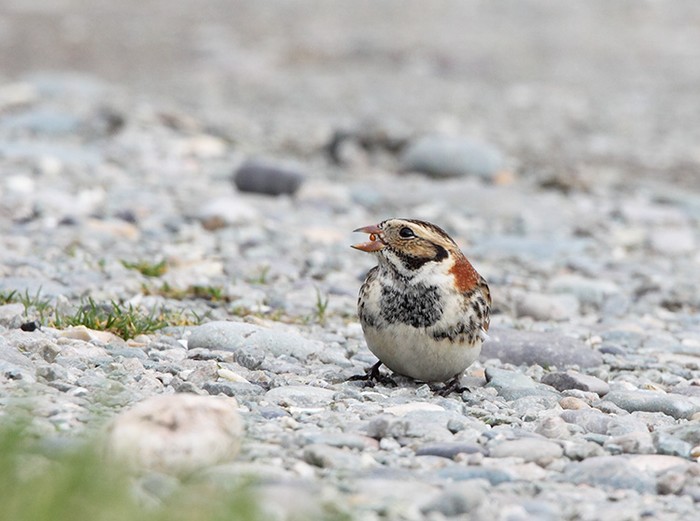 Lapland Bunting