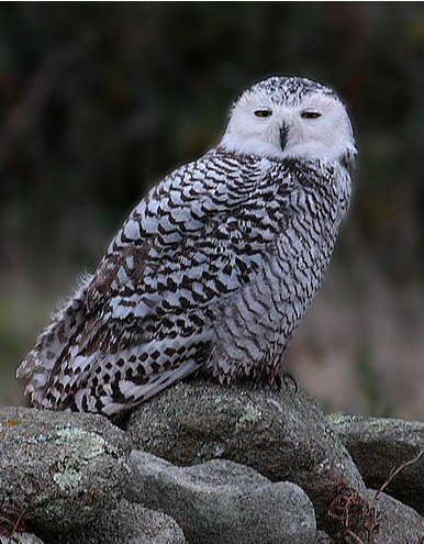Snowy Owl